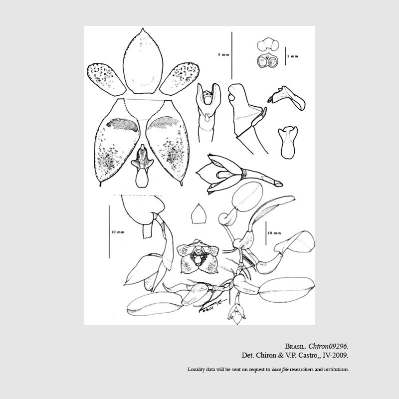 Bulbophyllum uhl-gabrielianum